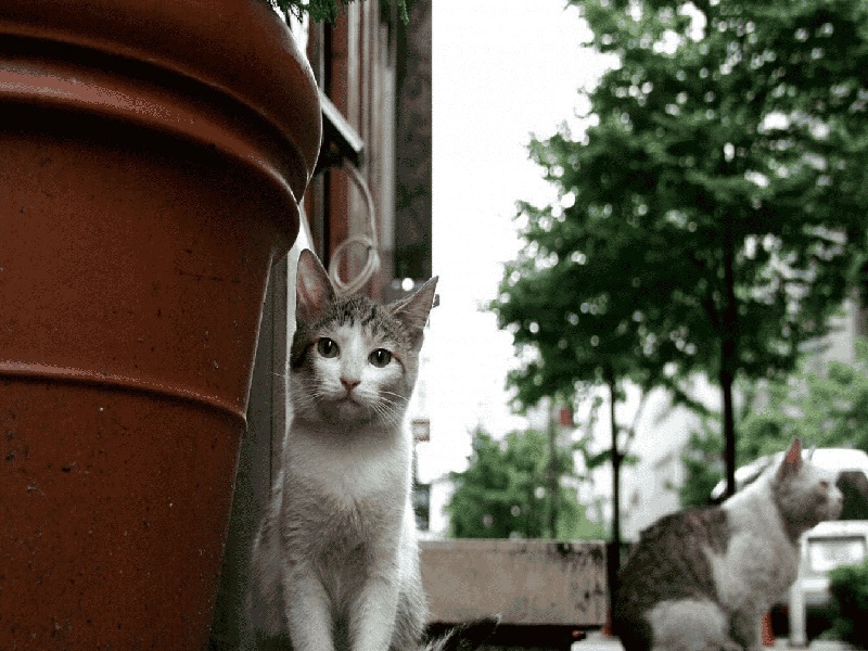 外国试管老公72，移植试管 胚胎失败