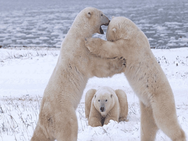 日本试管翻车了吗，试管CNA基因检测